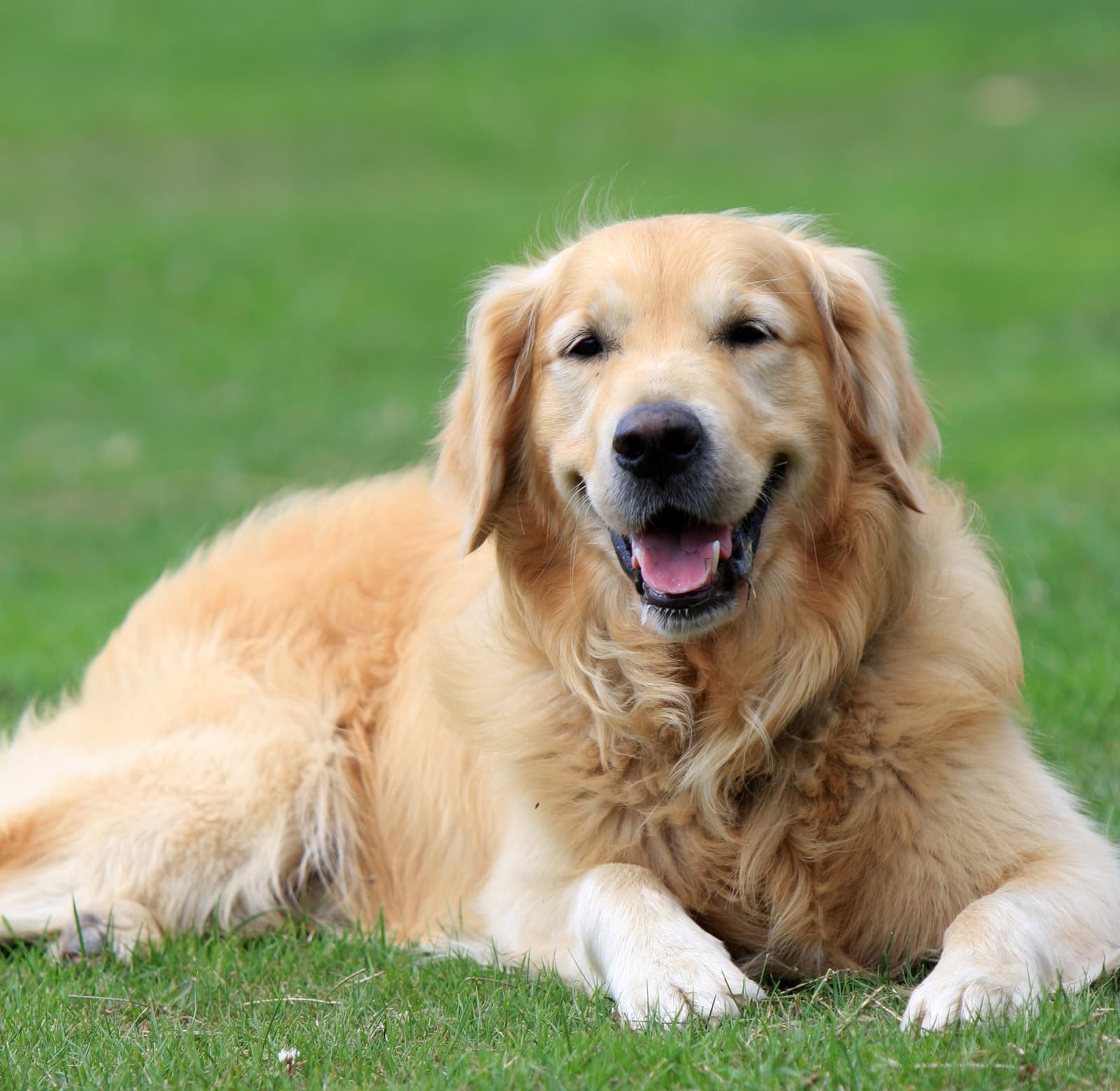 Photo of a happy golden retriever lying in green grass.